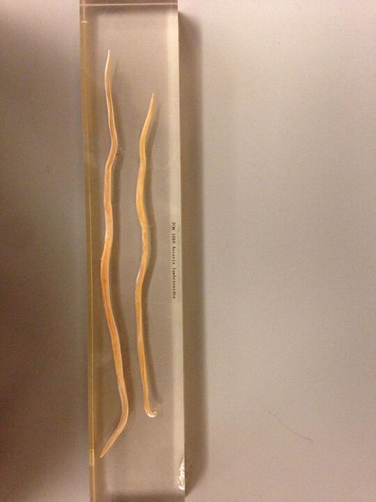 Round worms