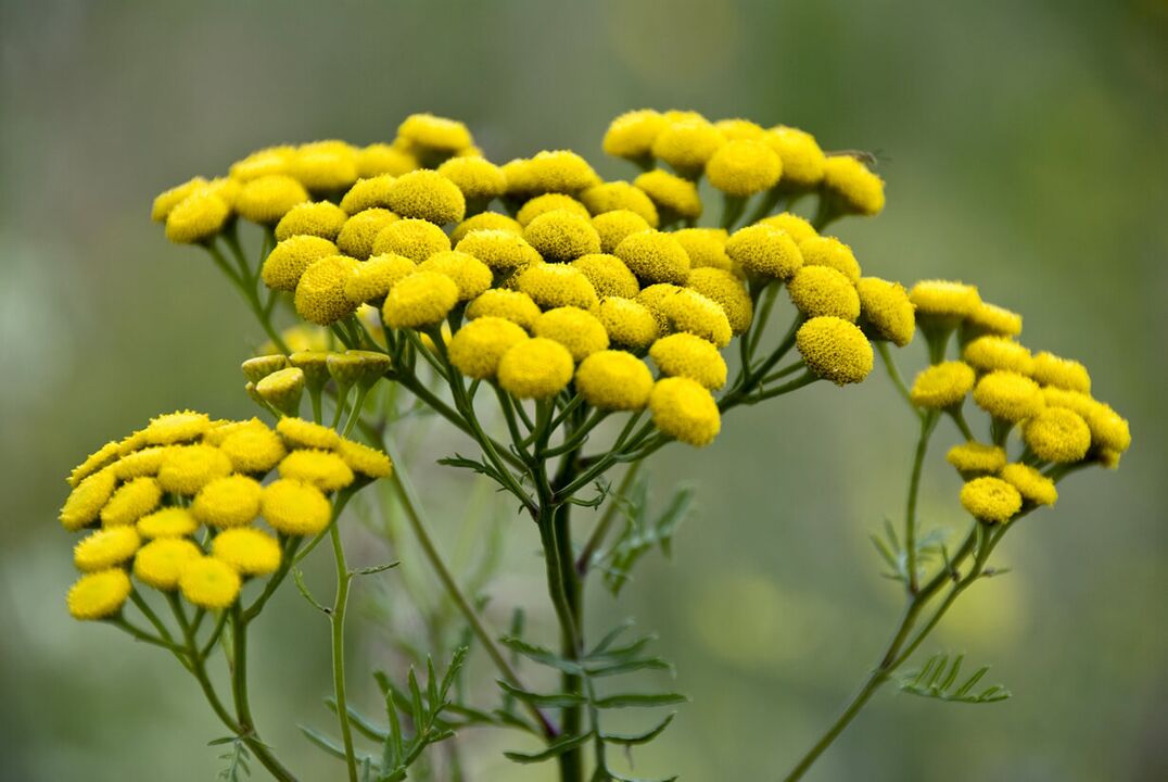 Eliminate helminthic infestation using tansy