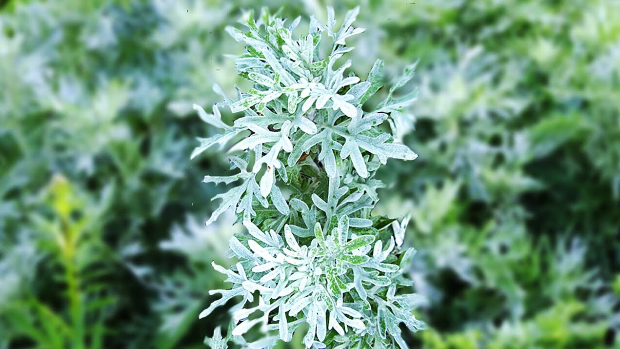 Wormwood is widely used to remove worms