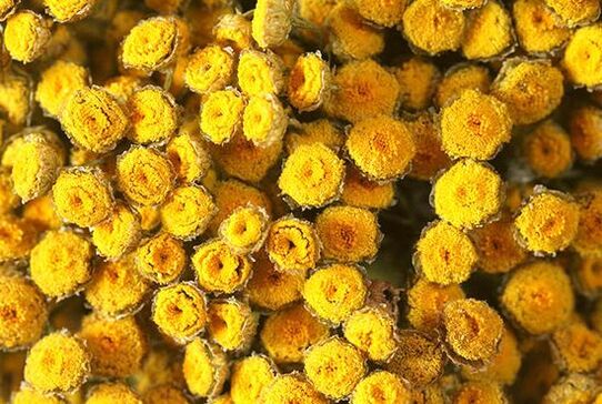 Treat helminthiasis with tansy carefully