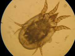 Punch under a microscope